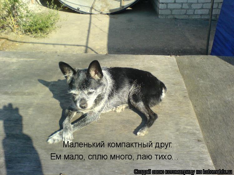 Маленький компактный друг. Ем мало, сплю много, лаю тихо...... Котоматрица: Маленький компактный друг. Ем мало, сплю много, лаю тихо...