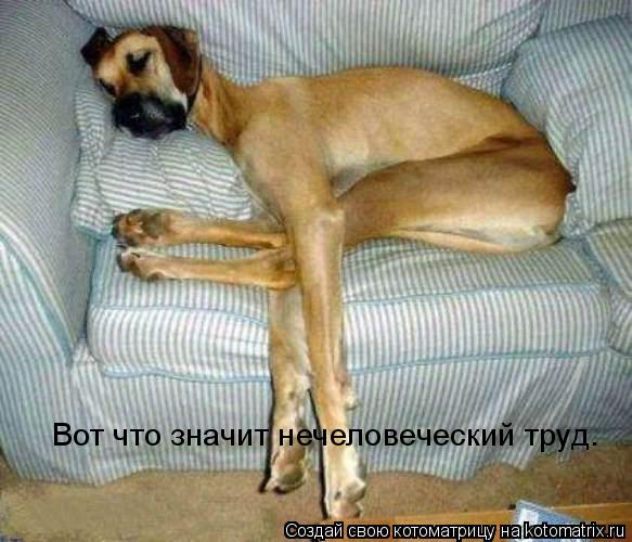 Котоматрица: Вот что значит нечеловеческий труд.