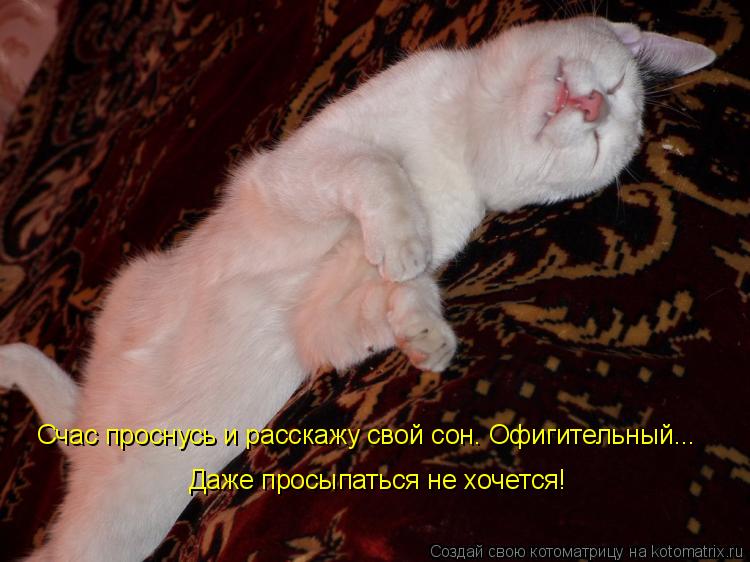 Счас проснусь и расскажу свой сон. Офигительный... Даже просыпаться не хочется!... Котоматрица: Счас проснусь и расскажу свой сон. Офигительный... Даже просыпаться не хочется!