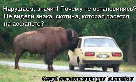 Нарушаем, значит! Почему не остановились? Не видели знака: скотина, которая пасется на асфальте?... Котоматрица: Нарушаем, значит! Почему не остановились? Не видели знака: скотина, которая пасется на асфальте?