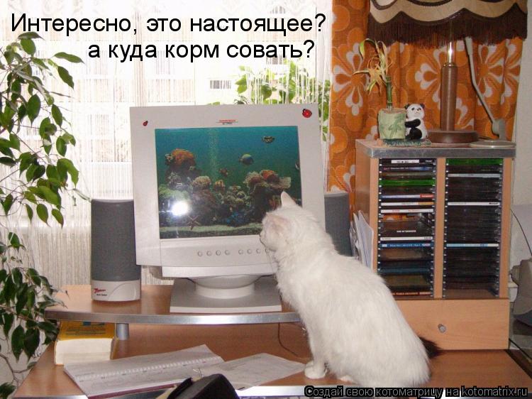 Котоматрица: Интересно, это настоящее? а куда корм совать?