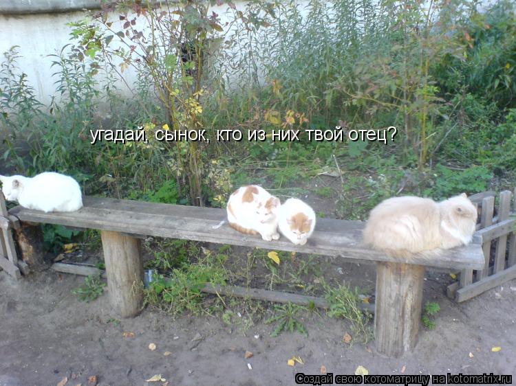 угадай, сынок, кто из них твой отец?... Котоматрица: угадай, сынок, кто из них твой отец?