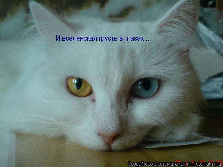 Котоматрица: И вселенская грусть в глазах...