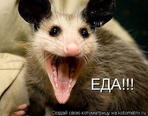 Котоматрица: ЕДА!!!