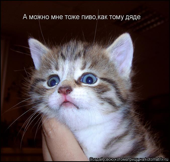 А можно мне тоже пиво,как тому дяде... Котоматрица: А можно мне тоже пиво,как тому дяде