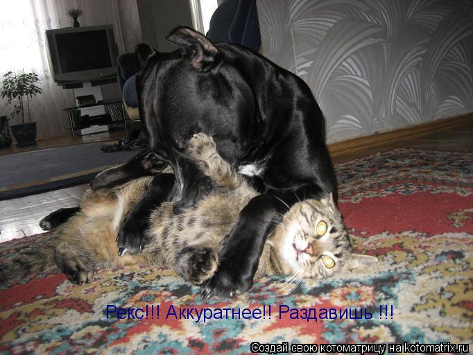 Котоматрица: Рекс!!! Аккуратнее!! Раздавишь !!!