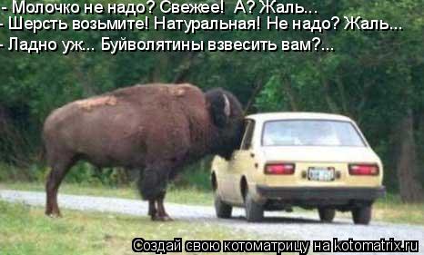 Котоматрица: - Молочко не надо? Свежее!  А? Жаль... - Шерсть возьмите! Натуральная! Не надо? Жаль... - Ладно уж... Буйволятины взвесить вам?...