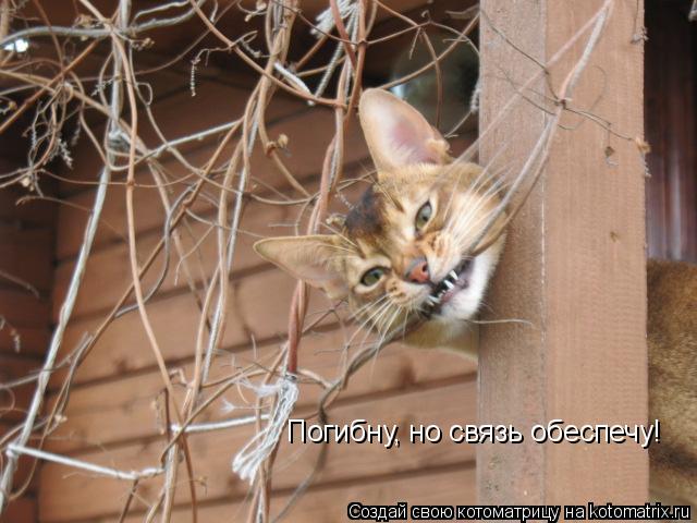 Погибну, но связь обеспечу!... Котоматрица: Погибну, но связь обеспечу!
