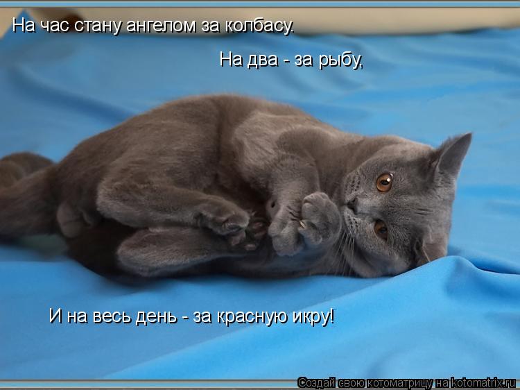 Котоматрица: На час стану ангелом за колбасу. На два - за рыбу, И на весь день - за красную икру!