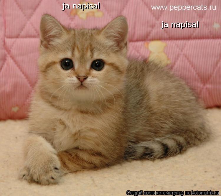 ja napisal ja napisal... Котоматрица: ja napisal ja napisal