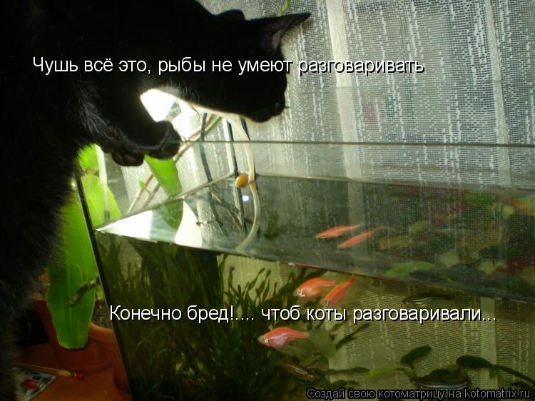 Котоматрица: Чушь всё это, рыбы не умеют разговаривать Конечно бред!.... чтоб коты разговаривали...