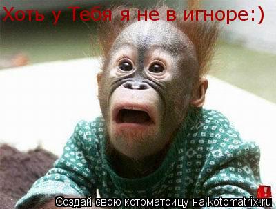 Котоматрица: Хоть у Тебя я не в игноре:)