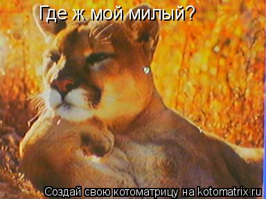 Котоматрица: Где ж мой милый?