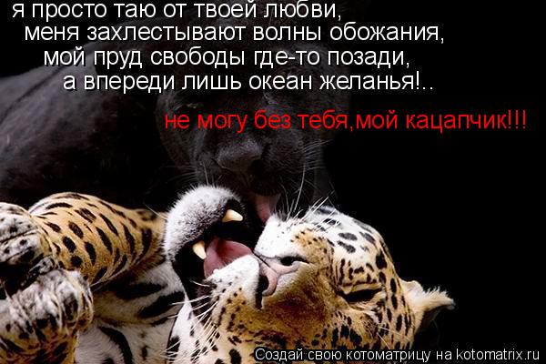 Котоматрица: не могу без тебя,мой кацапчик!!!