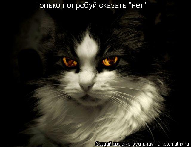 только попробуй сказать "нет"... Котоматрица: только попробуй сказать "нет"