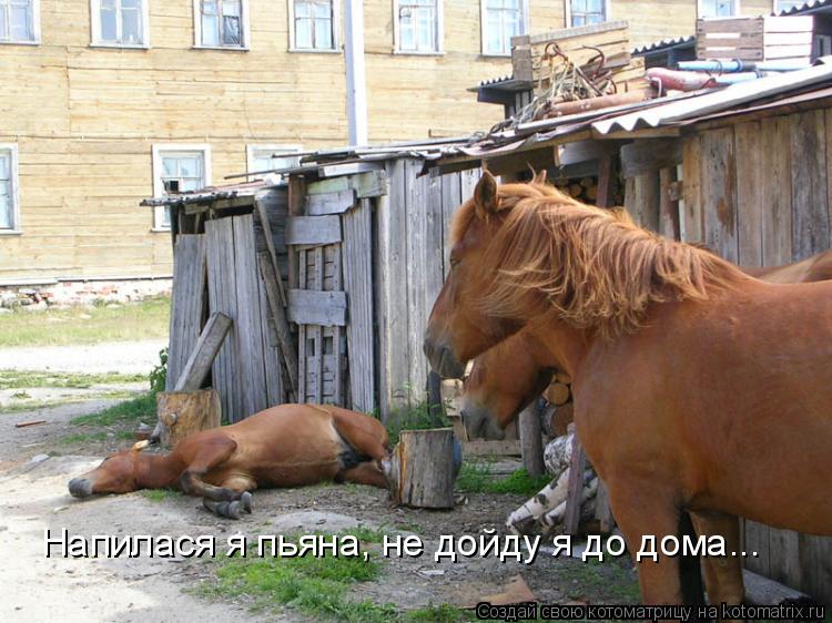 Котоматрица: Напилася я пьяна, не дойду я до дома...