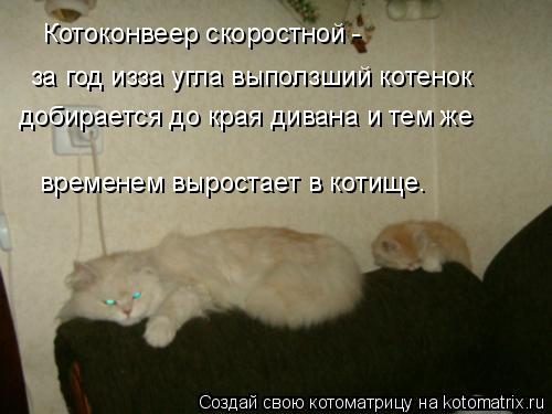 Котоматрица: Котоконвеер скоростной -  за год изза угла выползший котенок добирается до края дивана и тем же временем выростает в котище.