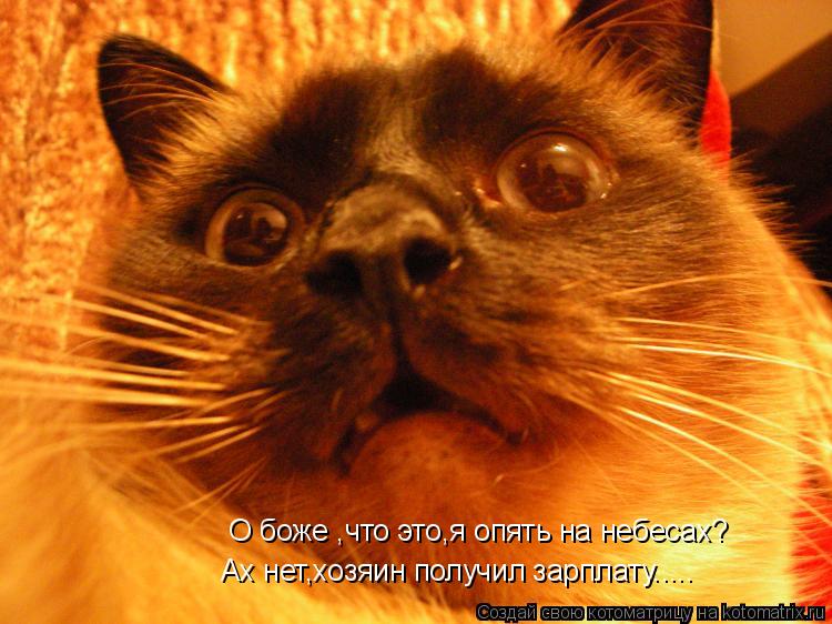 Котоматрица: О боже ,что это,я опять на небесах? Ах нет,хозяин получил зарплату.....