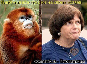 Котоматрица: Животные все похожи на своих хозяев