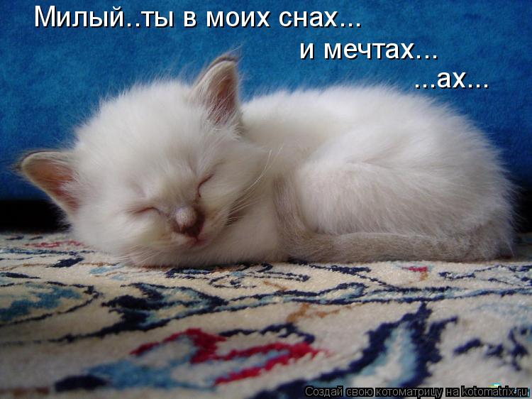 Котоматрица: Милый..ты в моих снах... и мечтах... ...ах...