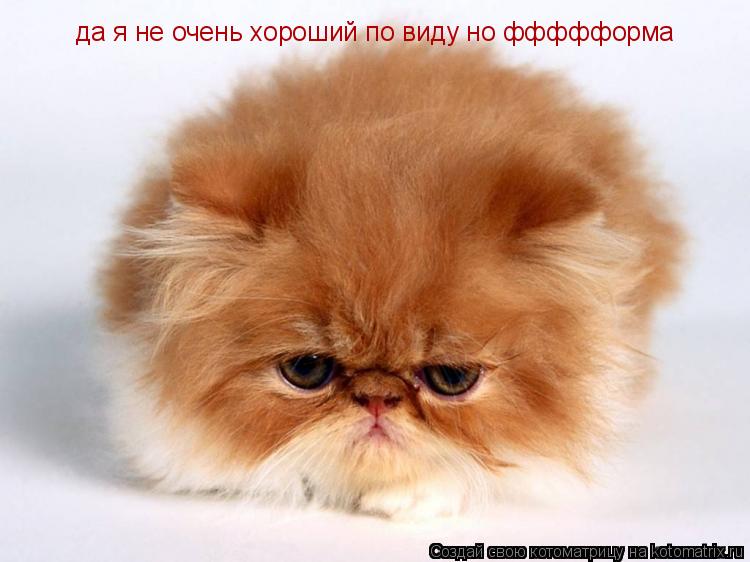 Котоматрица: да я не очень хороший по виду но ффффформа