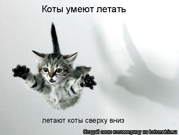 Котоматрица: Коты умеют летать летают коты сверху вниз