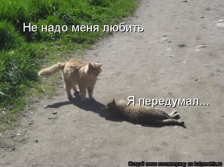 Котоматрица: Не надо меня любить Я передумал...