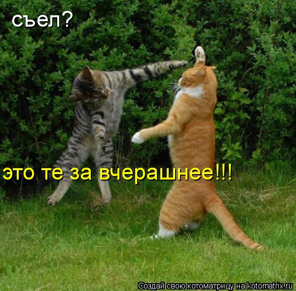 съел? это те за вчерашнее!!!... Котоматрица: съел? это те за вчерашнее!!!