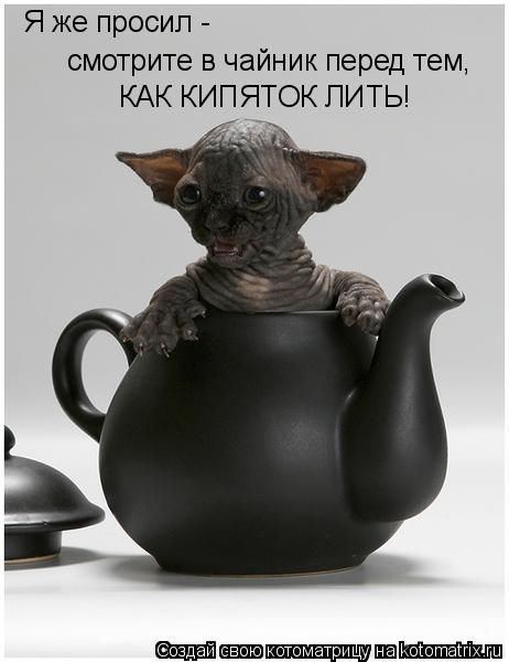 Котоматрица: Я же просил -  смотрите в чайник перед тем, КАК КИПЯТОК ЛИТЬ!