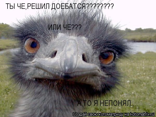 ТЫ ЧЕ,РЕШИЛ ДОЕБАТСЯ???????? ИЛИ ЧЕ??? А ТО Я НЕПОНЯЛ....... Котоматрица: ТЫ ЧЕ,РЕШИЛ ДОЕБАТСЯ???????? ИЛИ ЧЕ??? А ТО Я НЕПОНЯЛ....