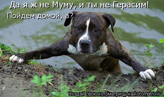 Да я ж не Муму, и ты не Герасим! Пойдем домой, а?... Котоматрица: Да я ж не Муму, и ты не Герасим! Пойдем домой, а?