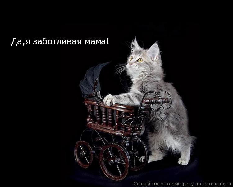 Котоматрица: Да,я заботливая мама!