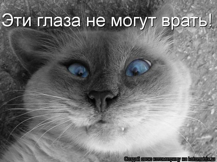 Котоматрица: Эти глаза не могут врать!