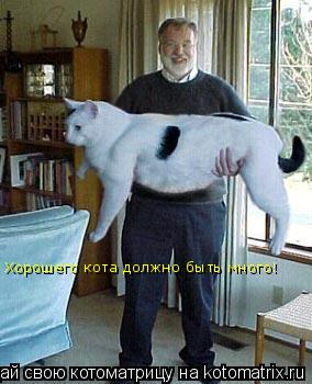 Хорошего кота должно быть много!... Котоматрица: Хорошего кота должно быть много!
