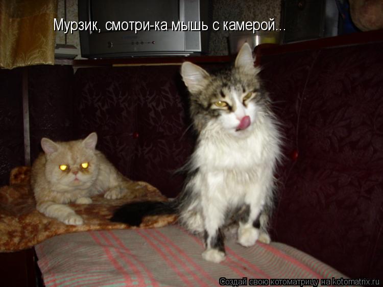 Котоматрица: Мурзик, смотри-ка мышь с камерой...