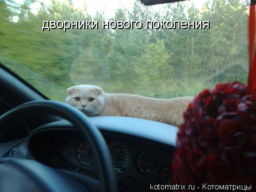 Котоматрица: дворники нового поколения