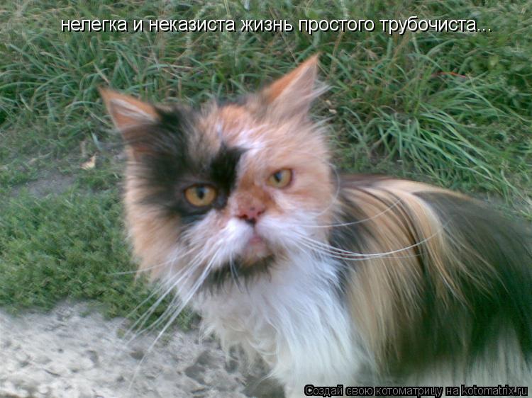 нелегка и неказиста жизнь простого трубочиста...... Котоматрица: нелегка и неказиста жизнь простого трубочиста...