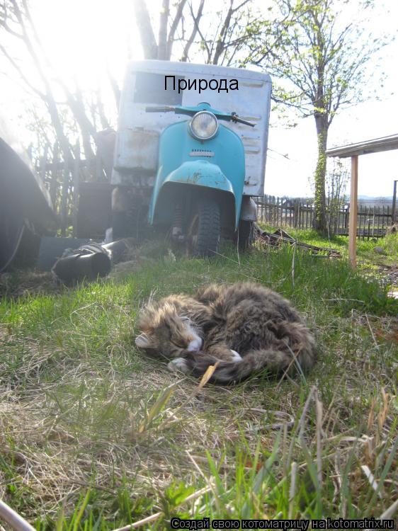 Природа... Котоматрица: Природа