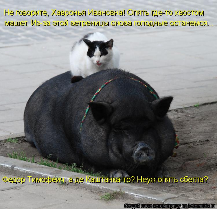 Котоматрица: Федор Тимофеич, а де Каштанка-то? Неуж опять сбегла?  Не говорите, Хавронья Ивановна! Опять где-то хвостом  машет. Из-за этой ветреницы снова г