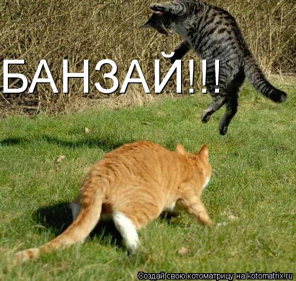 Котоматрица: БАНЗАЙ!!!
