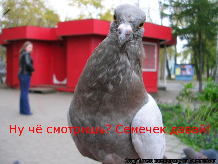 Ну чё смотришь? Семечек давай!... Котоматрица: Ну чё смотришь? Семечек давай!