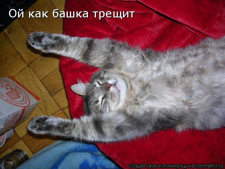 Котоматрица: Ой как башка трещит