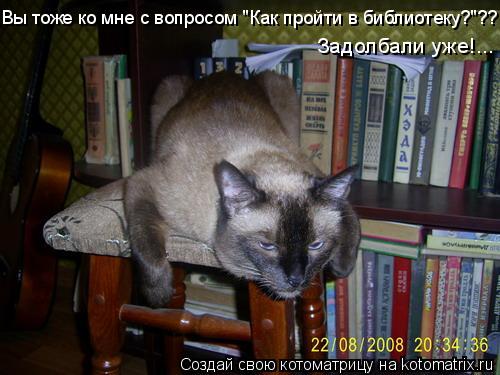 Котоматрица: Вы тоже ко мне с вопросом "Как пройти в библиотеку?"??  Задолбали уже!...