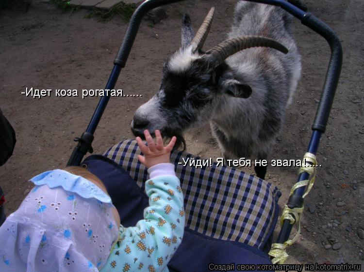 Котоматрица: -Идет коза рогатая...... -Уйди! Я тебя не звала!.....