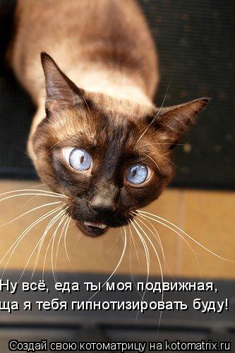 Котоматрица: ща я тебя гипнотизировать буду! Ну всё, еда ты моя подвижная,