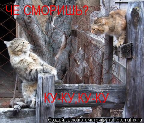 Котоматрица: ЧЕ СМОРИШЬ?  КУ-КУ,КУ-КУ