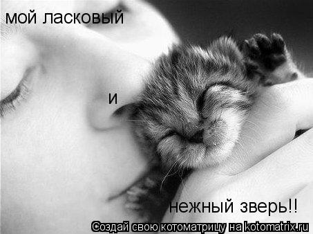мой ласковый и нежный зверь!!... Котоматрица: мой ласковый и нежный зверь!!