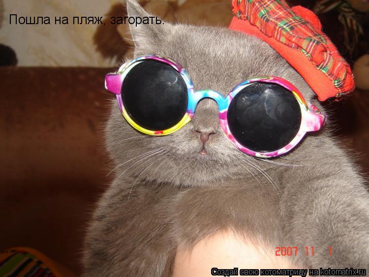 Пошла на пляж, загорать.... Котоматрица: Пошла на пляж, загорать.