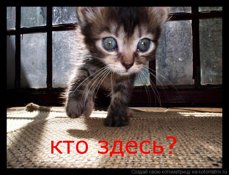 Котоматрица: кто здесь?