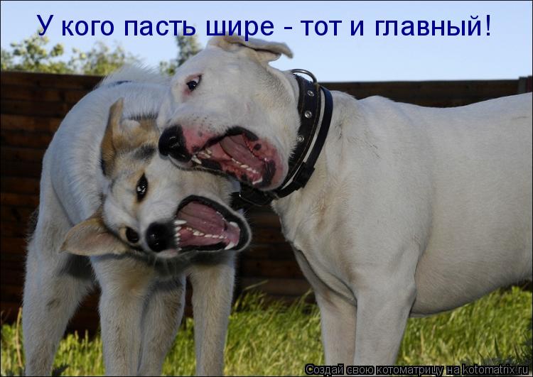 У кого пасть шире - тот и главный!... Котоматрица: У кого пасть шире - тот и главный!